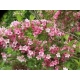 KRZEWUSZKA WEIGELA - sadzonki 40 / 60 cm